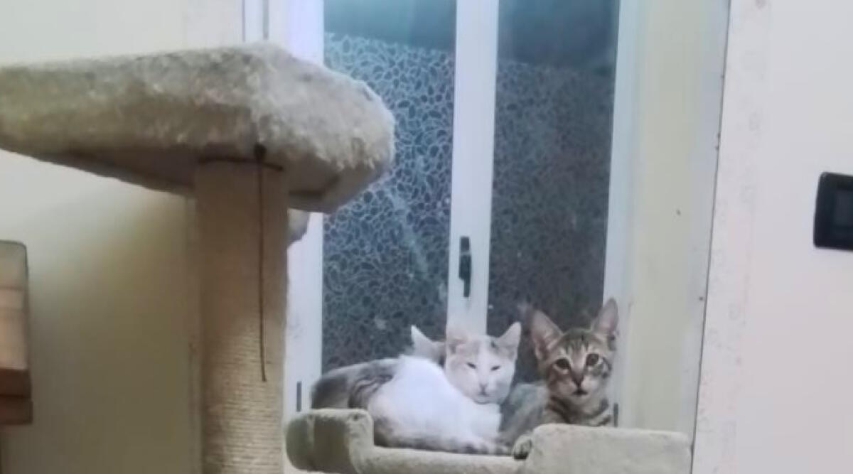 Rimini, dal Canile Stefano Cerni adottati ‘I tre gatti tremolini' - I tre gattini "tremolini"