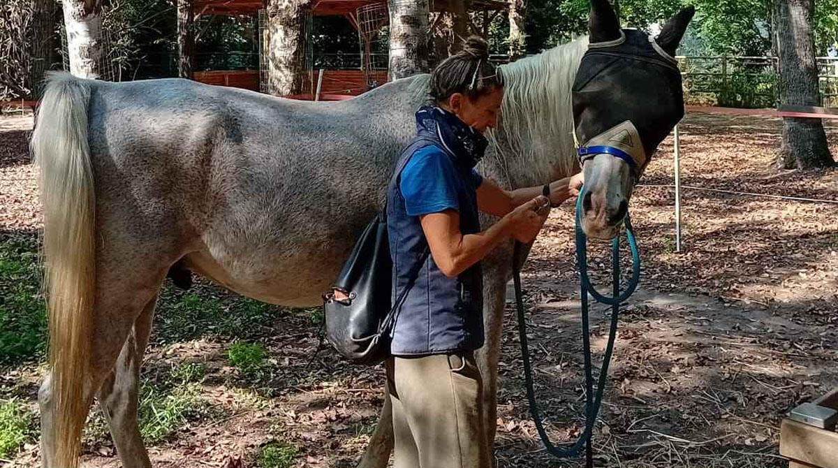 Zeus, la bella storia del cavallo parzialmente cieco: oggi aiuta bambini e persone con disabilità - Il cavallo Zeus