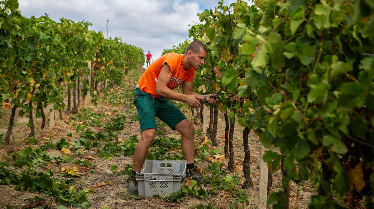 San Patrignano, 2023 un anno eccezionale per i vini bianchi - 