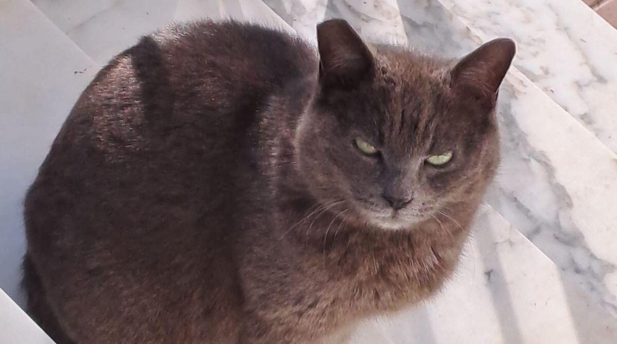 Gattile di Rimini, prosegue l'iter: probabile apertura entro il primo semestre 2024 - 