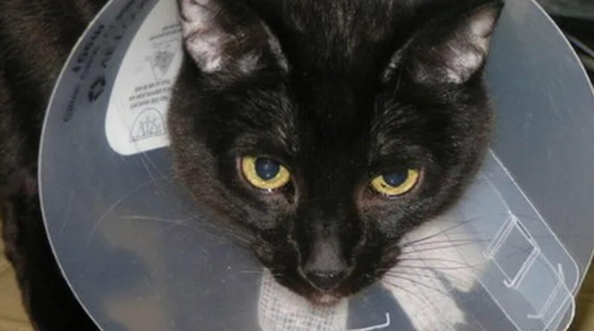 Cuki, un gattone riminese ha bisogno di aiuto: avviata raccolta fondi per l'operazione - Cuki
