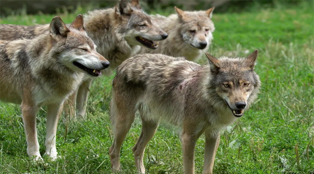 Santarcangelo, allarme lupi al parco: cagnolino sbranato - Immagine di repertorio