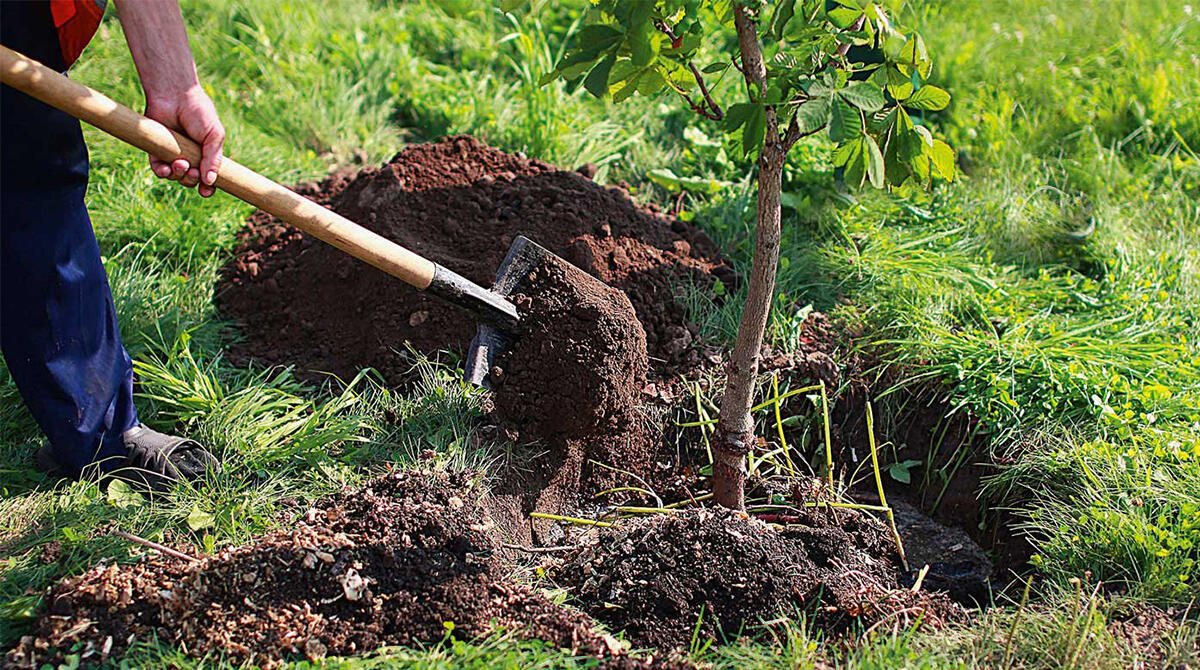 50 nuovi alberi per Cattolica. L'amministrazione: "Dedichiamo attenzione al verde" - Repertorio