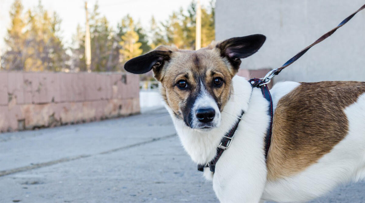 Chiedono di pulire le feci del cane, padrone aggredisce due guardie ecologiche - REPERTORIO