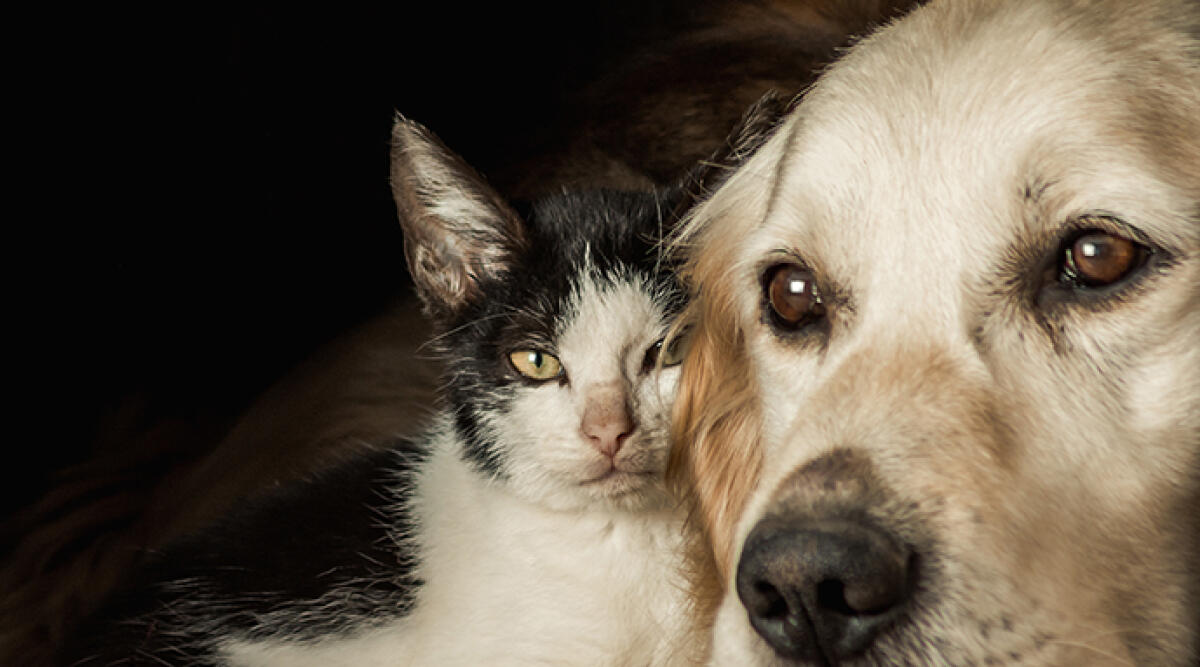 Studio e pianificazione della nuova casa per cani e gatti a Rimini - Foto di repertorio