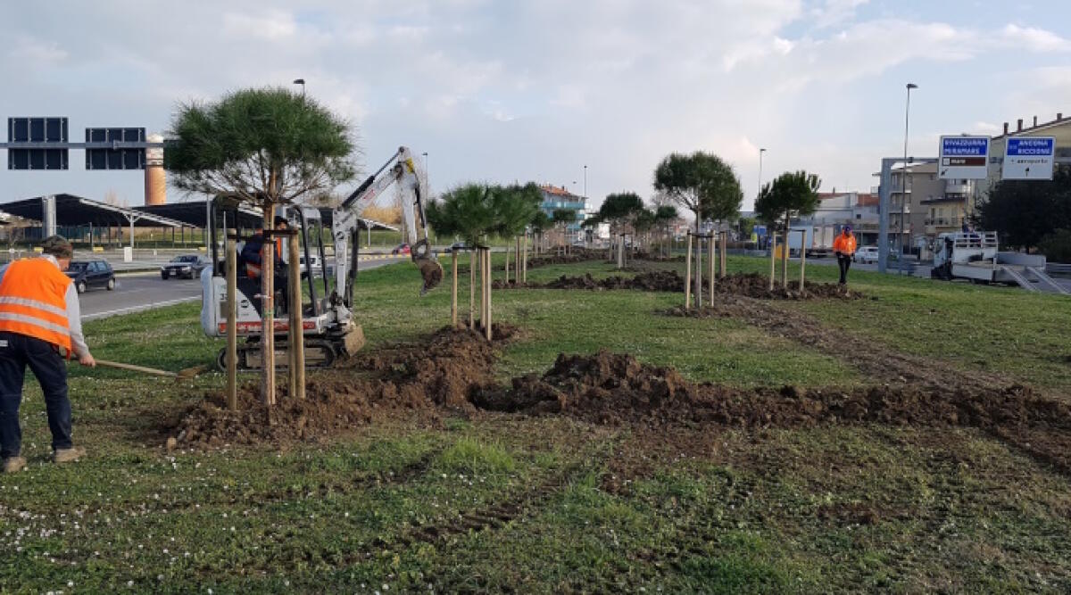 A Rimini oltre 250 nuovi alberi lungo le vie cittadine e le prime parti della forestazione dell’A14 - Nuovi alberi a Rimini