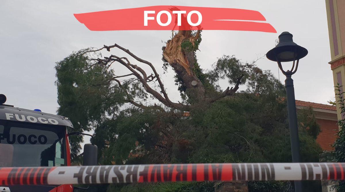 Forte vento, albero crolla in pieno centro a Rimini: traffico in tilt - Albero collassa in via Roma, Roma