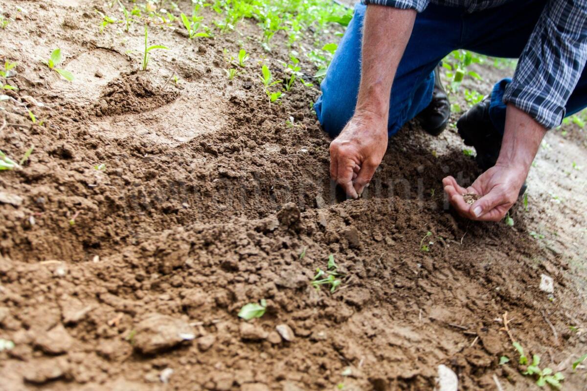 Crescono gli Orti Urbani a Rimini: 40 nuovi spazi verdi per una vita attiva e sostenibile - Photo by Binyamin Mellish on <a href="https://www.pexels.com/photo/man-planting-plant-169523/" rel="nofollow">Pexels.com</a>