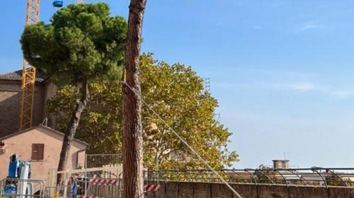 Urgente abbattimento di alberi a Santarcangelo: esito negativo dei test di stabilità - Via Pio Massani, concluse le prove di trazione meccanica sui pini (Santarcangelo di Romagna)