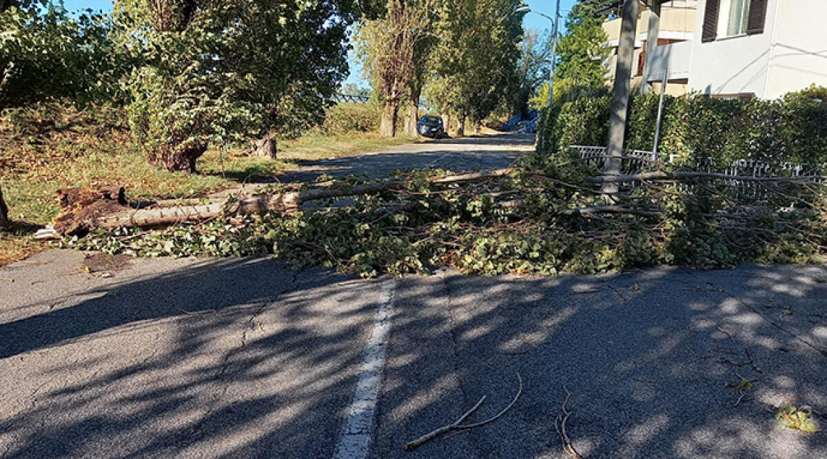 Solo oggi, 150 interventi dei Vigili del Fuoco a causa del vento forte - Caduta grosso ramo in via Tonale. Strada interrotta