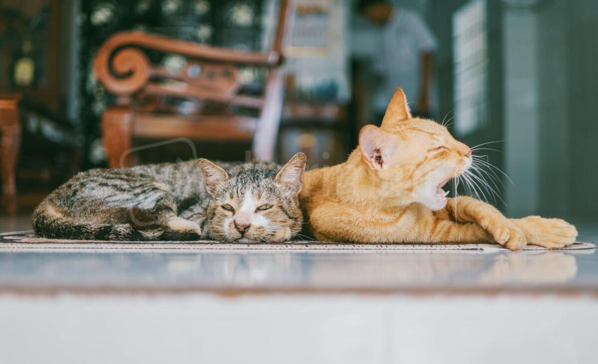 Gatti e microchip: sono già 63 i felini riminesi che hanno ricevuto l'installazione gratuita - Photo by FOX on <a href="https://www.pexels.com/photo/two-orange-and-brown-cats-reclined-on-brown-rug-1386422/" rel="nofollow">Pexels.com</a>