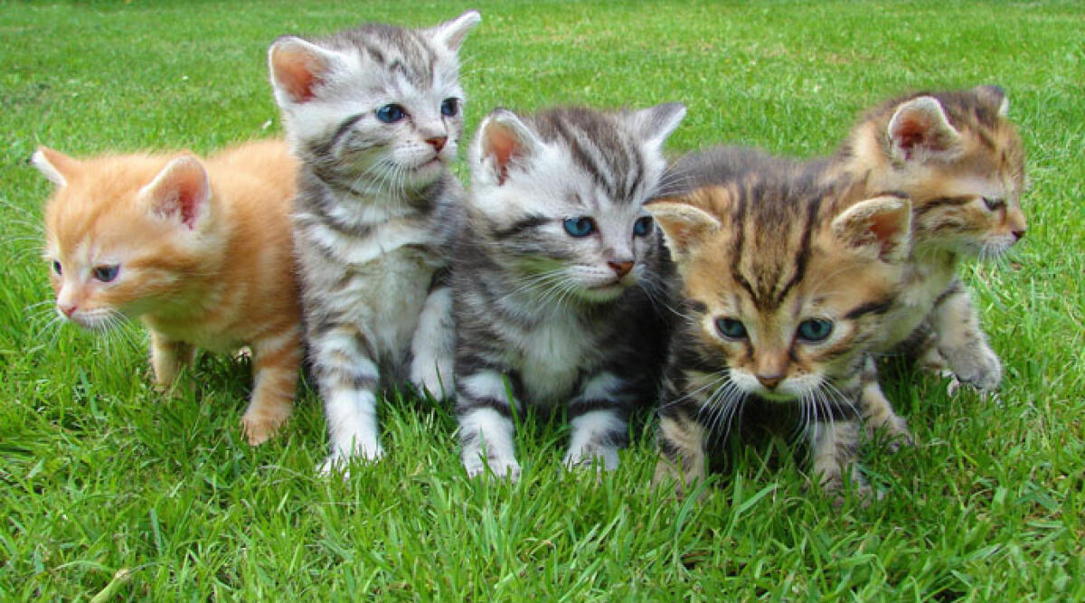 Nuovo gattile di Rimini, procedono le verifiche: primi mesi 2024 la progettazione - Gatti REPERTORIO