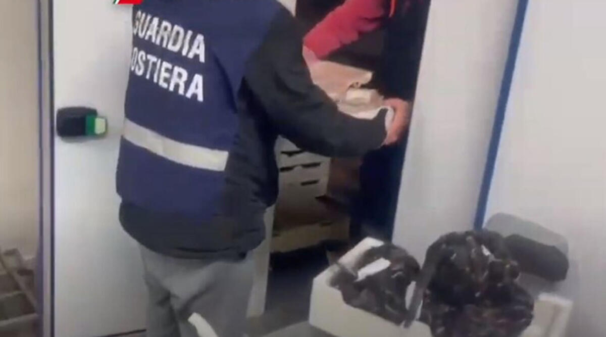 Guardia Costiera intensifica i controlli sulla pesca illegale, multe e sequestri in aumento - Capitaneria di Porto di Rimini intensifica controlli