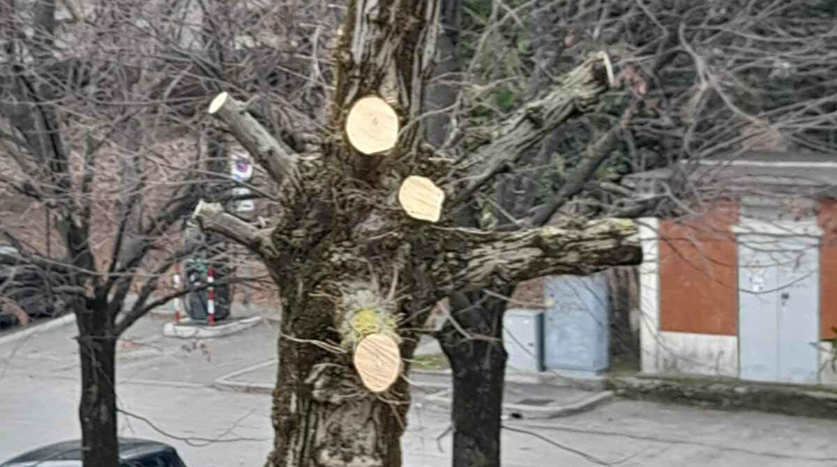 Alberi devastati in zona Celle, Wwf sollecita il Comune: "serve campagna informativa sulle potature" - Una delle piante tagliate in zona Celle