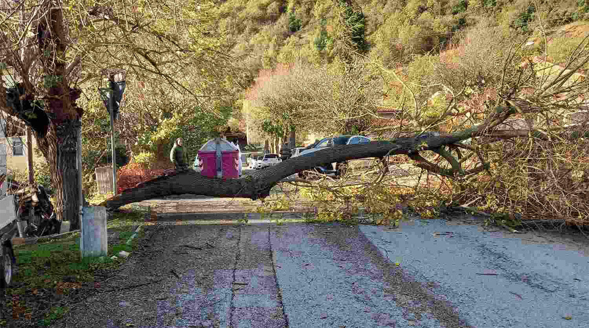 Albero cade sulla strada a Ponte Santa Maria Maddalena in via Montefotogno -
