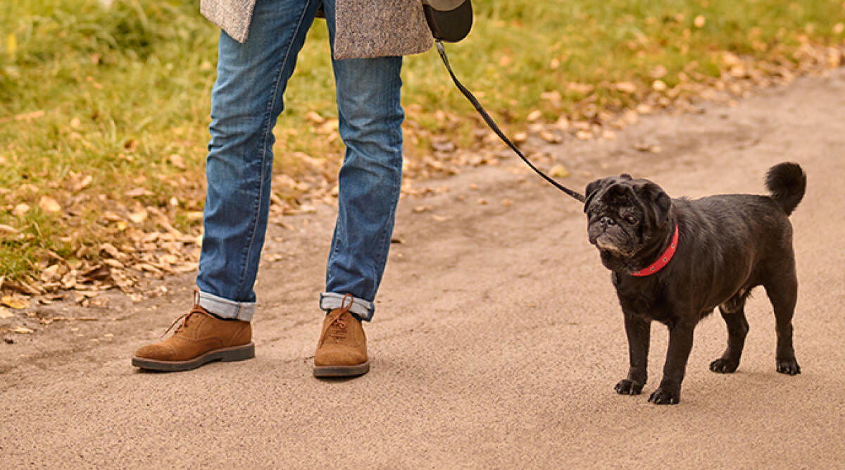 Rubava carte Postepay durante le passeggiate con il suo cane - Foto di repertorio
