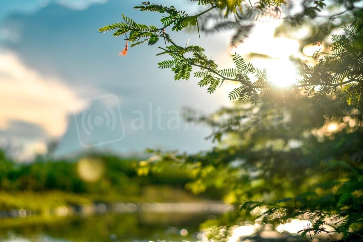 Rinascita verde a Santarcangelo: 1 milione di euro per il piano di forestazione urbana - Photo by Julian Paolo Dayag on <a href="https://www.pexels.com/photo/selective-focus-photo-of-leaves-1673973/" rel="nofollow">Pexels.com</a>