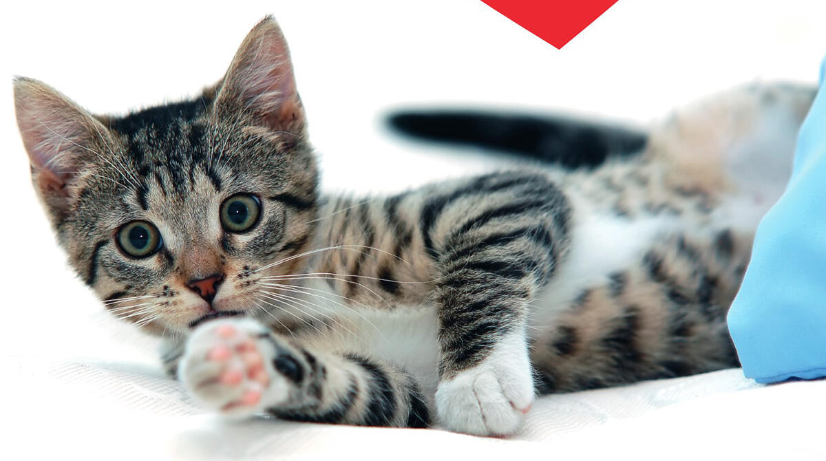 Microchip gratuito per tutti i gattini riminesi: ecco come richiederlo - L'iniziativa "ChiappiAMOli"