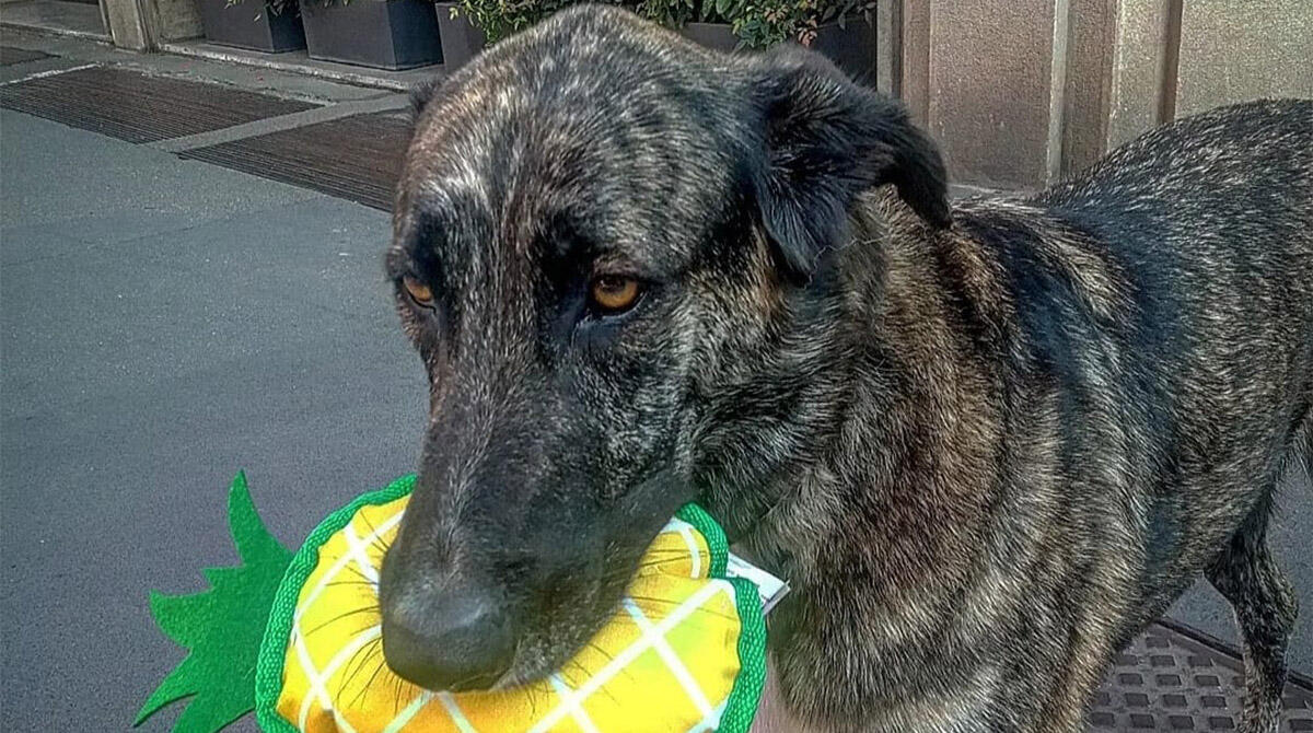 Rimini, l'artista di strada cerca casa per sé e per i suoi cani: tam tam sui social - 