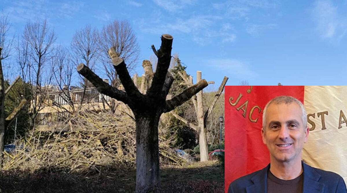 Alberi devastati in zona Celle: il Comune risponde al Wwf: "Mai autorizzato potature" - Gli alberi segnalati dal Wwf di Rimini