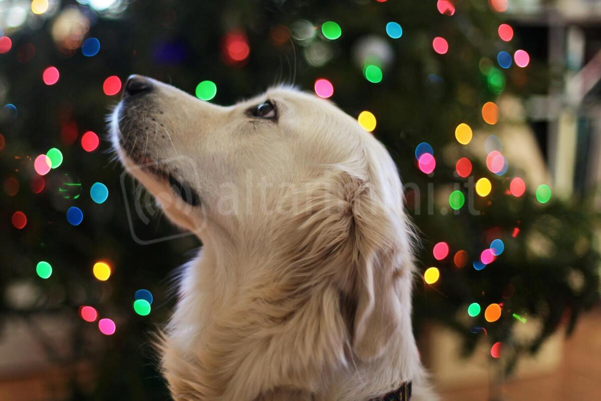 Un Natale migliore anche per gli amici a quattro zampe: la raccolta cibo di Enpa Rimini - Photo by Leah Kelley on <a href="https://www.pexels.com/photo/golden-retriever-776373/" rel="nofollow">Pexels.com</a>