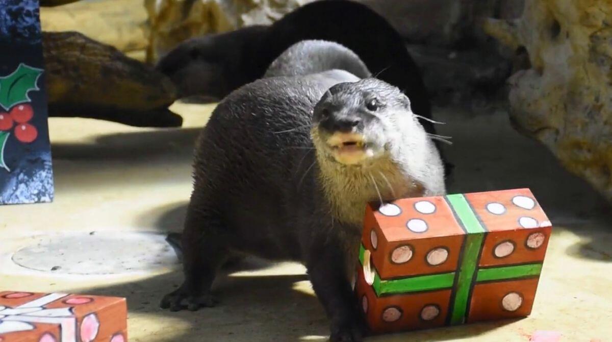 Eva, Marta e Costanza: un Natale speciale all'Acquario di Cattolica per tre lontre - 