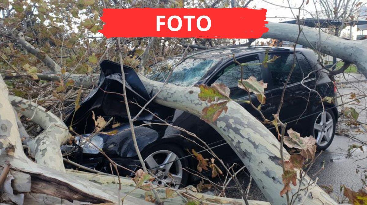 Raffiche di vento: serie di interventi dei vigili del fuoco per alberi caduti. Centinaia di case senza luce - Un albero caduto sopra una macchina a Bellariva, Rimini