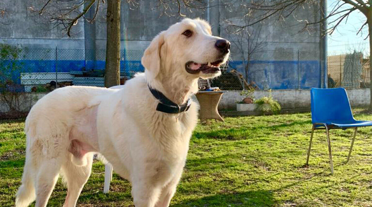 Eddy, la mascotte del canile Cerni che ha accolto 240 cani in struttura - Repertorio