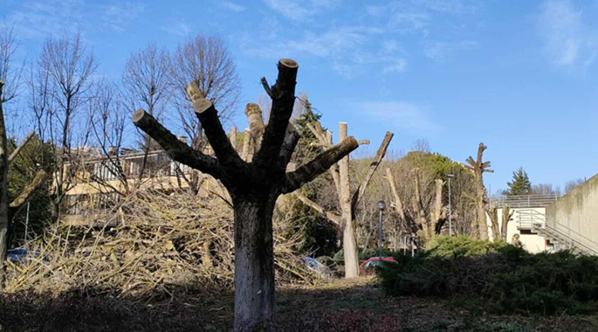 Devastazione natalizia: alberi massacrati in zona Celle - Gli alberi tagliati alle Celle