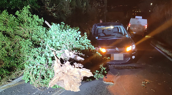 Un albero caduto in strada in via Santa Cristina