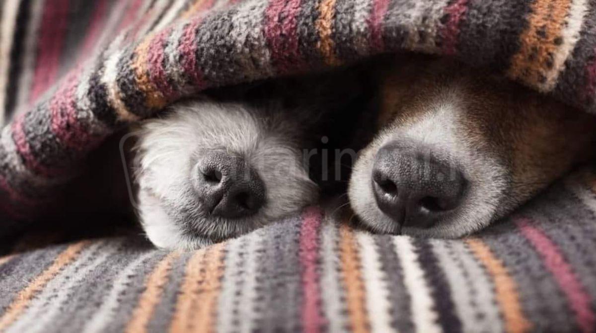 Canile di Riccione: appello per coperte calde e pesanti per cani e gatti ospiti -