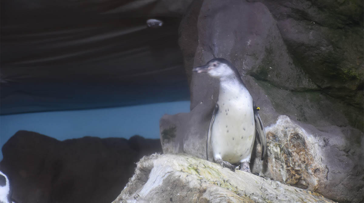 Un baby pinguino è la nuova mascotte dell'Acquario di Cattolica: si chiama Bilù - Il pinguino Bilù
