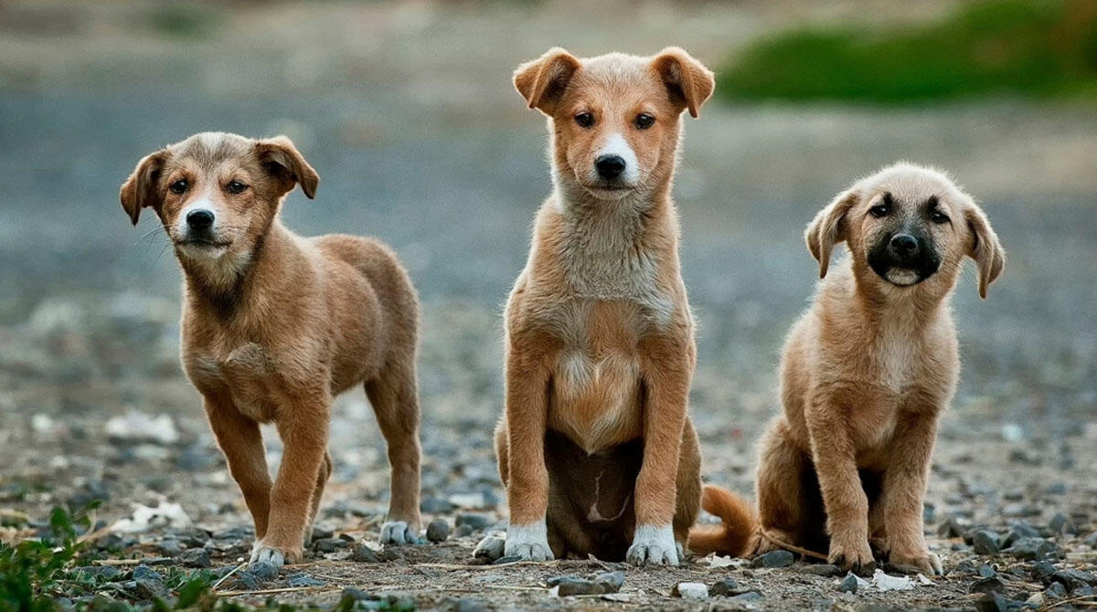 Donne detective per gli animali smarriti: la "missione" di Claudia e Monica - Cani REPERTORIO