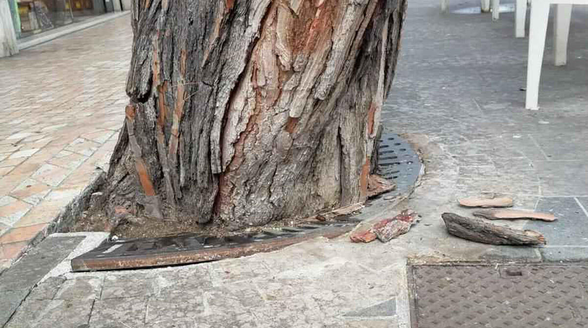 Riccione, pini a rischio caduta in viale Dante - Il tronco di uno dei due pini
