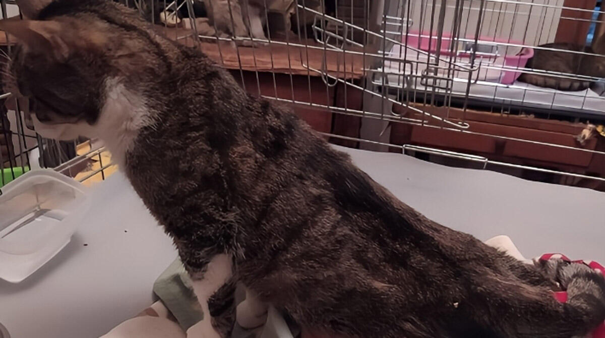 Sparano col fucile da caccia a una gattina. Assessora Mattei: "gesto vile" - La gattina Dafne