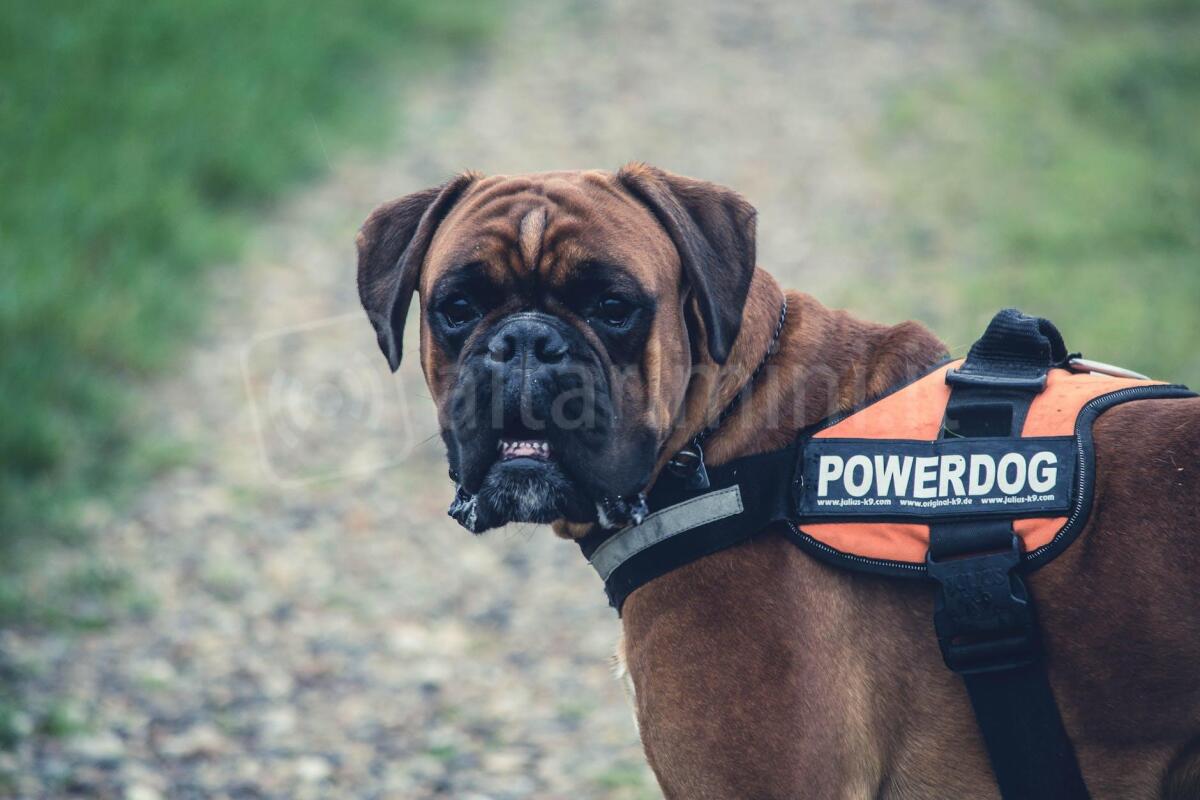 27 cani abbandonati in cerca di una casa, Rimini: "Investire su adozioni consapevoli" - Photo by Marcus Christensen on <a href="https://www.pexels.com/photo/brown-boxer-dog-with-orange-black-powerdog-vest-53769/" rel="nofollow">Pexels.com</a>