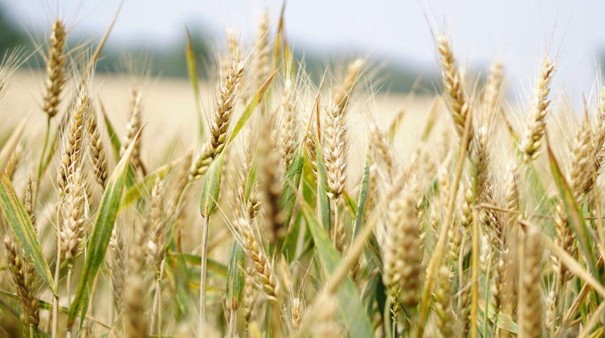 Ultimi 2 incontri con gli agricoltori associati a Cia: appuntamento a Morciano e Santarcangelo - REPERTORIO