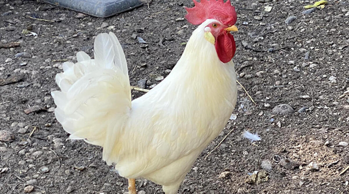 Il gallo disturba il vicino, appello sui social per trovare un nuovo pollaio - Il gallo Ettore