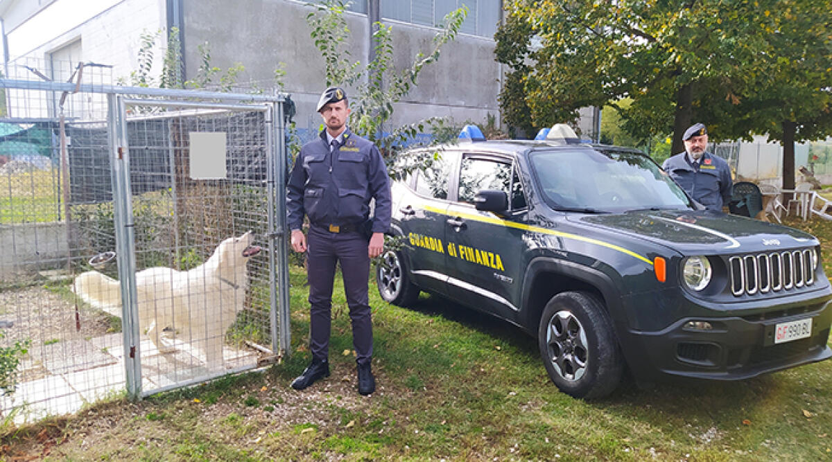 La Guardia di Finanza di Rimini smaschera allevatori di cani: evasi oltre 600 mila euro - Allevamento di cani sconosciuti al fisco