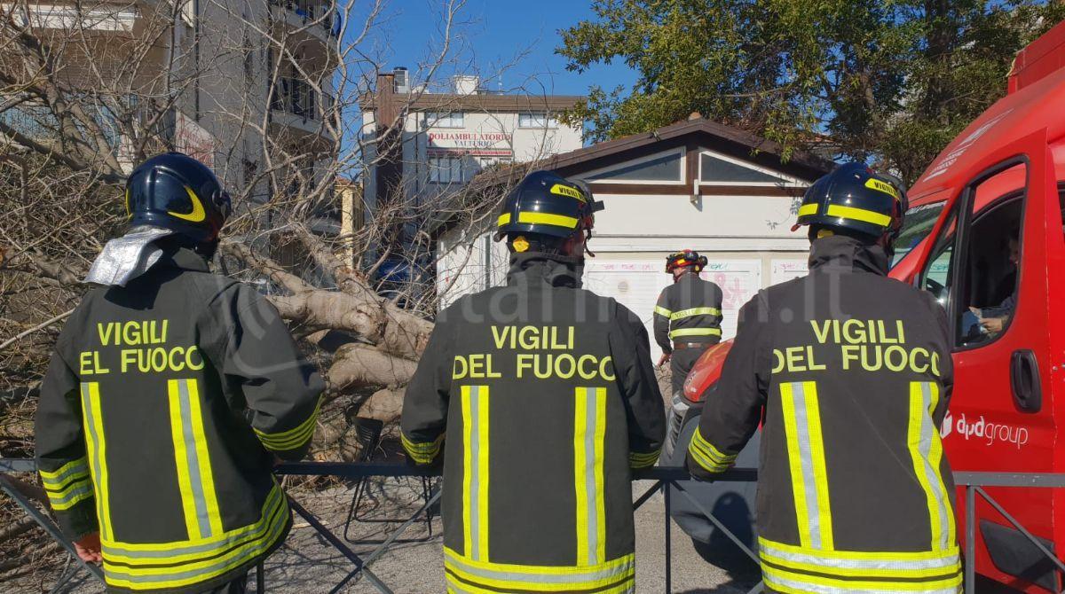 Enorme albero cade in un parcheggio a Rimini e sfiora furgone del corriere - 