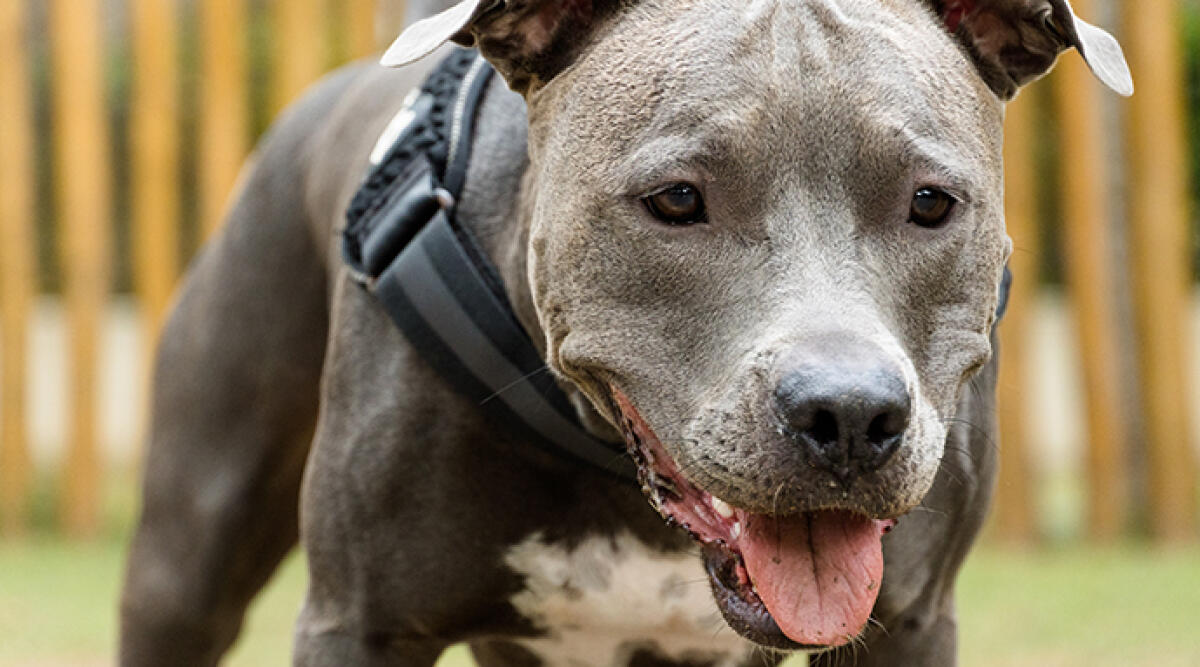 Pitbull aggredisce una donna al parco di Igea Marina: identificato il proprietario - Archivio