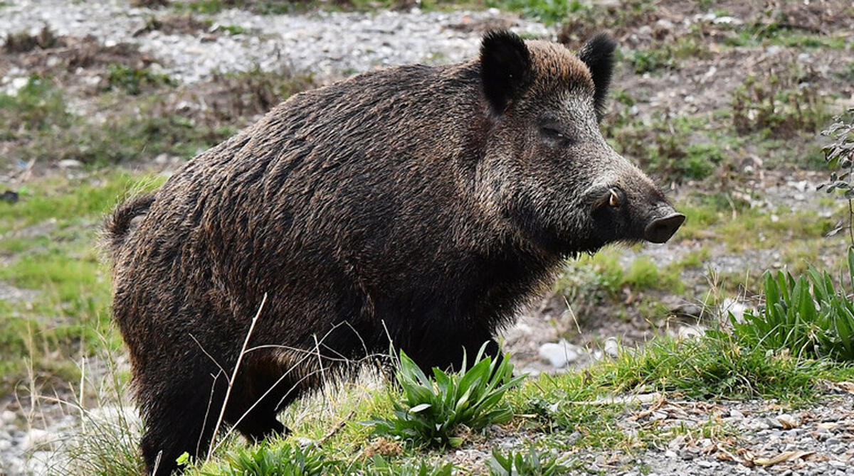 Peste suina: l'Emilia-Romagna chiede lo stato di calamità - 