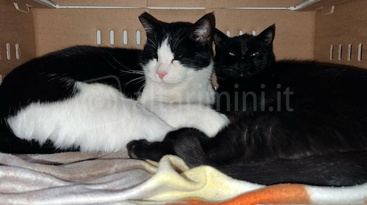Giornata del gatto. La storia di Sole e Luna: trovate in pessime condizioni, ora hanno una nuova casa - Sole e Luna
