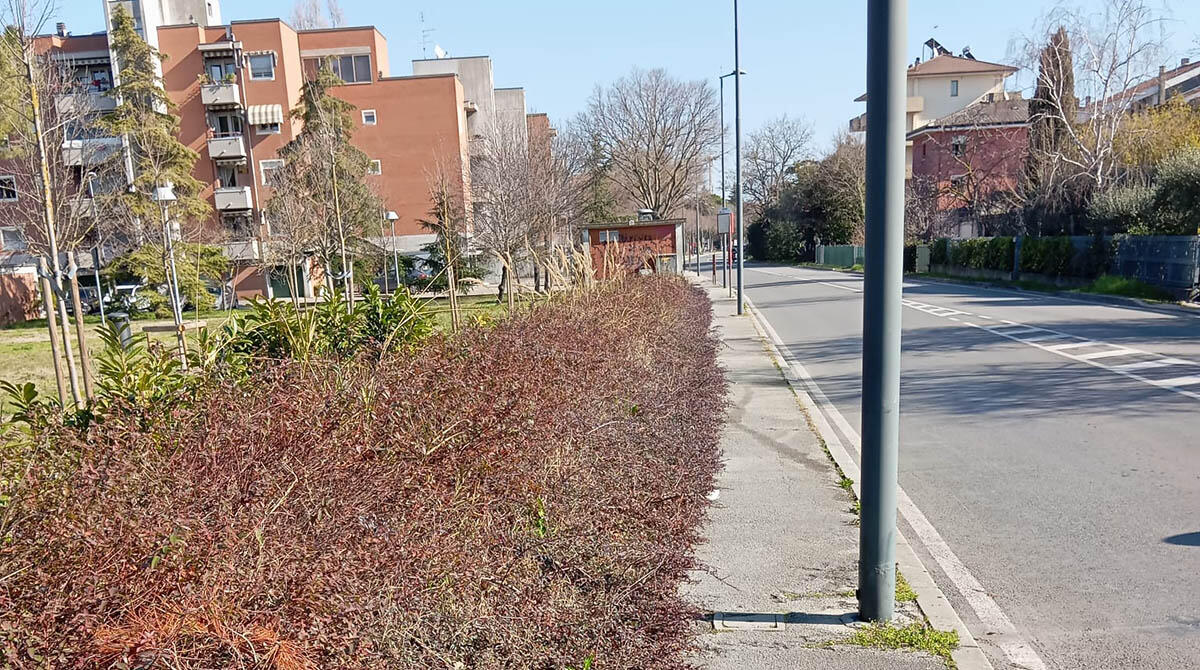 Vegetazione incontrollata in via Aldo Moro. Un lettore: "Pericolo per i pedoni" - Le immagini scattate da un lettore di altarimini