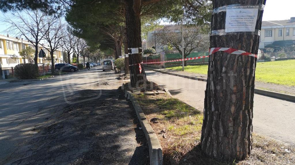 Le alberature di via Baldini