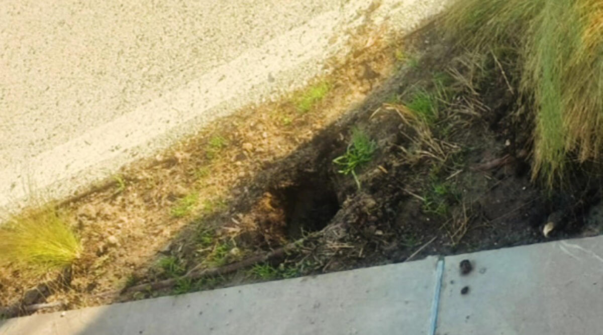 Piantine prese di mira sul lungomare da ladri, scattano le contromisure - Il buco lasciato dal furto di una piantina