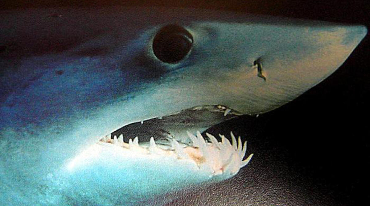 Amputato da uno squalo, dopo tre mesi e mezzo torna sul surf - Repertorio