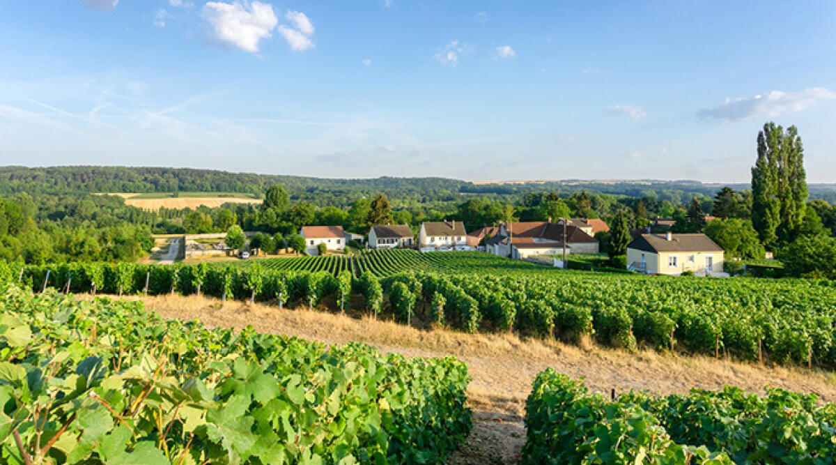 Investimenti aziende vitivinicole: 6,5 milioni a sostegno delle imprese in Regione - Row vine grape in champagne vineyards at montagne de reims countryside village background, Reims, France