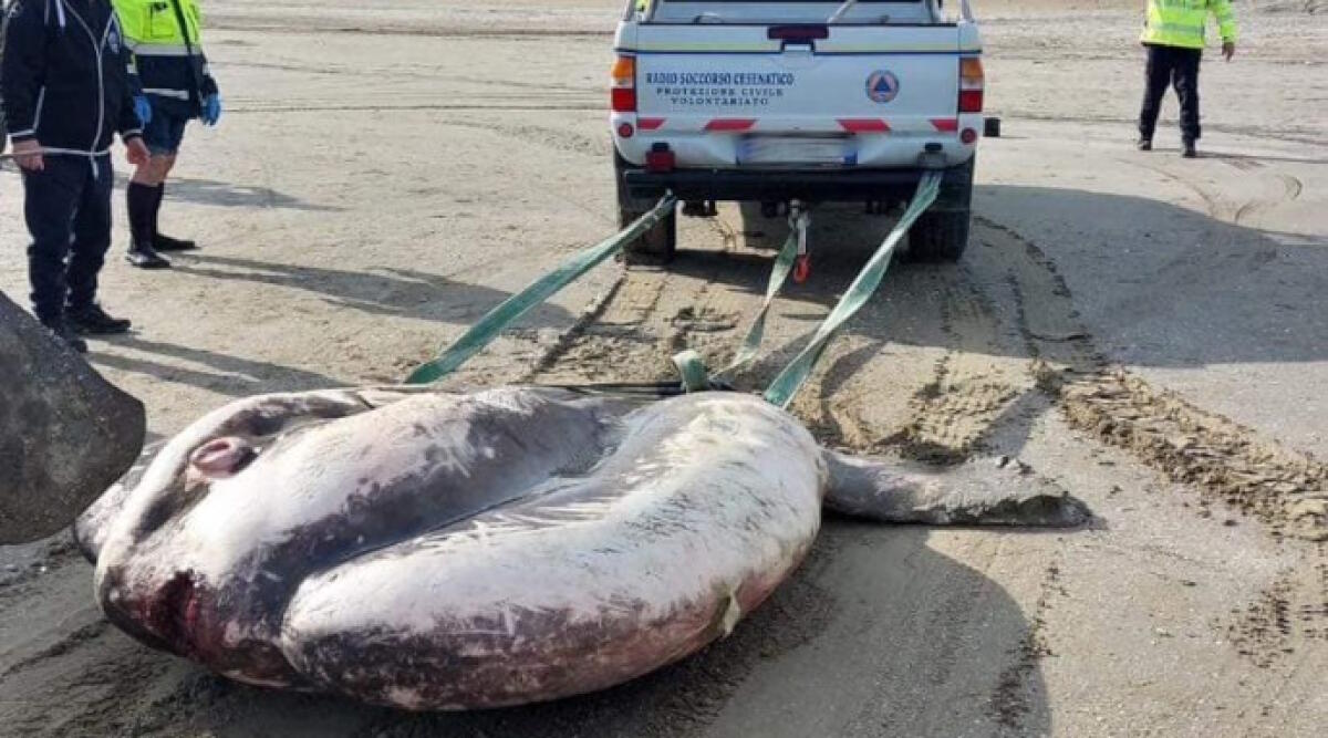 Enorme pesce luna spiaggiato: finito nelle acque di Cesenatico, può pesare fino a tre quintali - Il pesce luna spiaggiato (Ph. Emilia - Romagna Meteo)