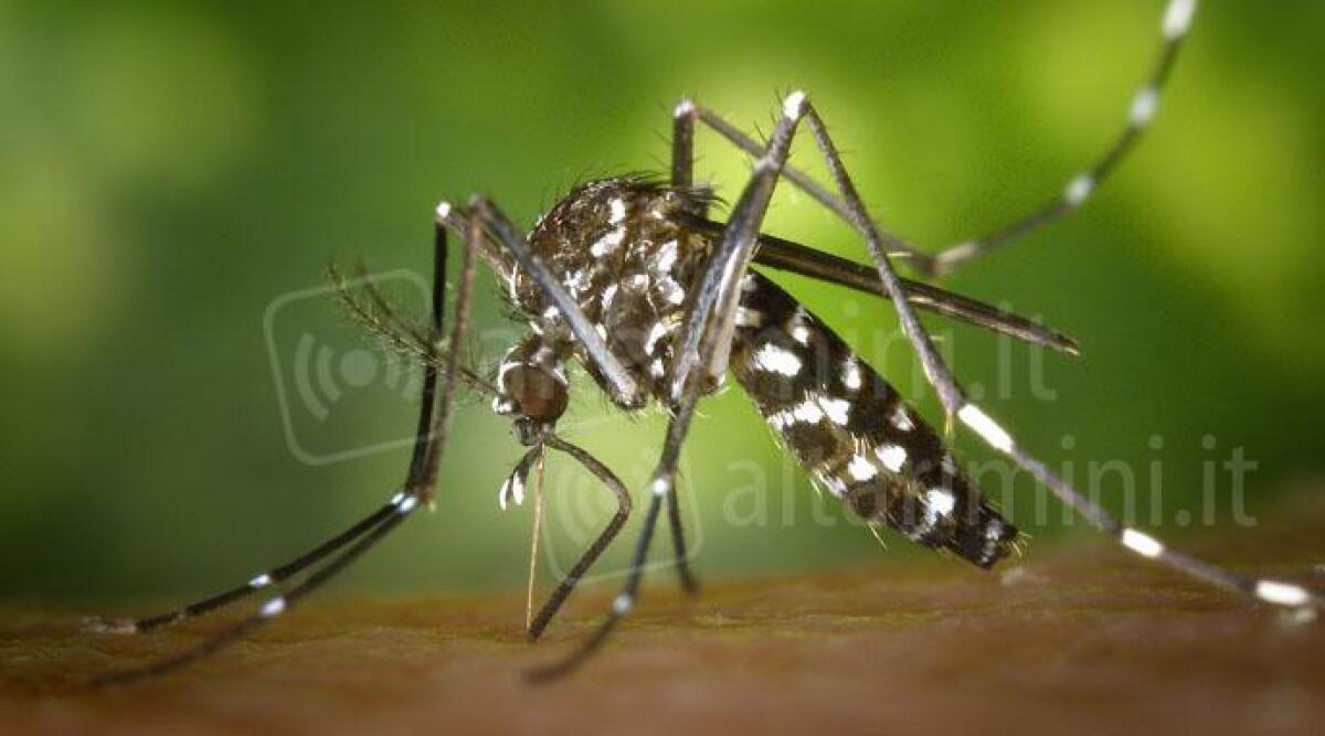Lotta alle zanzare per contrastare anche Dengue, Chikungunya e Zika: pronto il piano in Regione - Lotta alla zanzara tigre